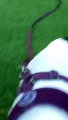 Cutest little puppy clip in slow motion