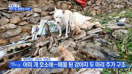[MBN 프레스룸] 폭우 피해 속 강아지 4마리 구출작전
