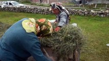 Trabzonlu 'Tatlı' çifti ilerlemiş yaşlarına rağmen gençlere taş çıkartıyor