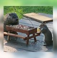 Une marmotte et un écureuil partagent leur repas, les photos sont adorables