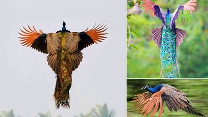 Nuôi chim công nhặt lông cũng ra tiền | VTC16