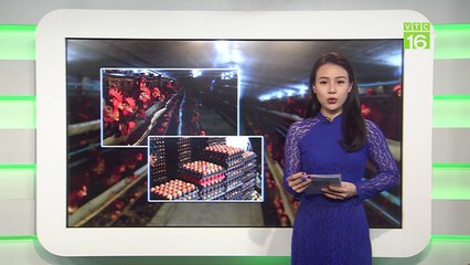 Ngỡ ngàng trang trại thu 9.000 quả trứng/ngày | VTC16