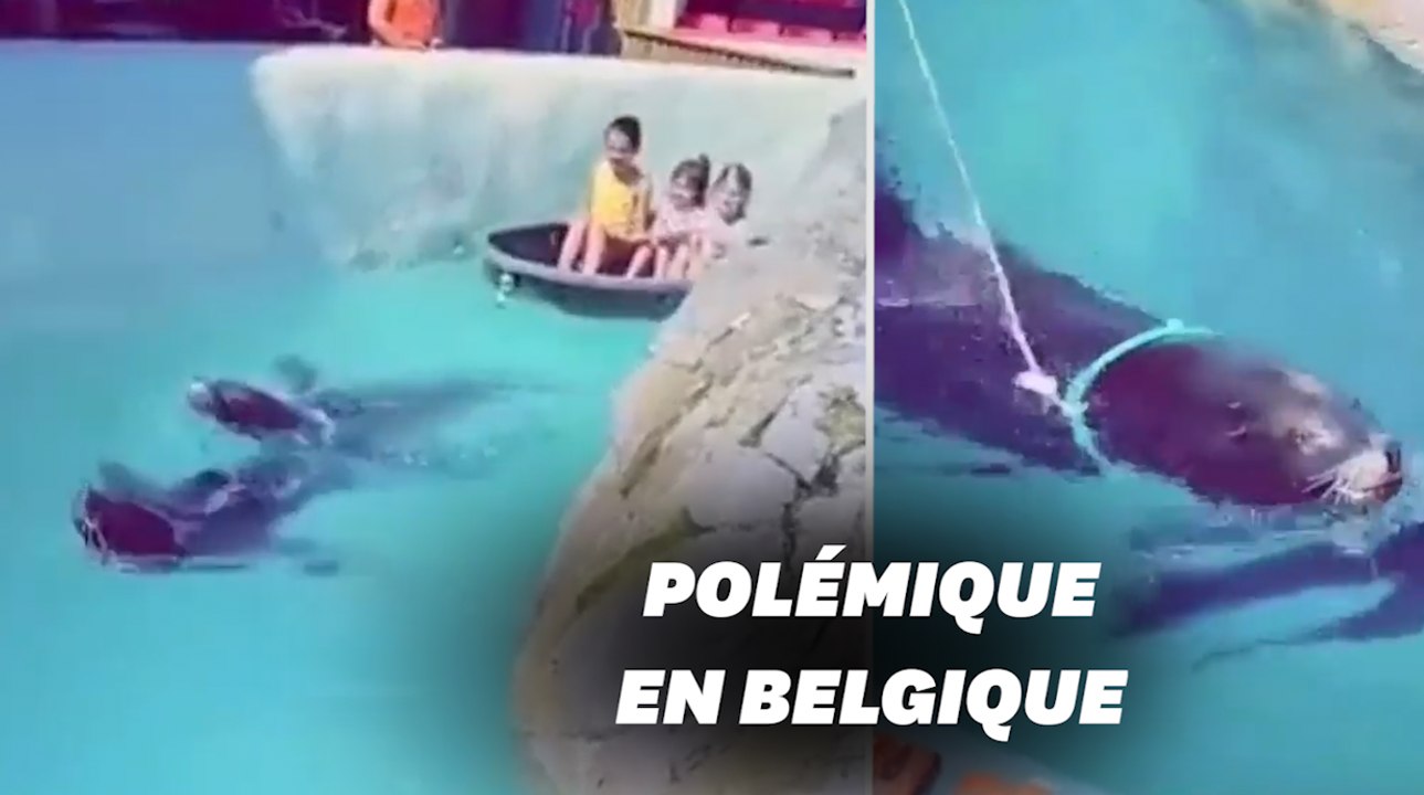 Ce parc animalier belge utilise des otaries pour tracter des enfants et indigne