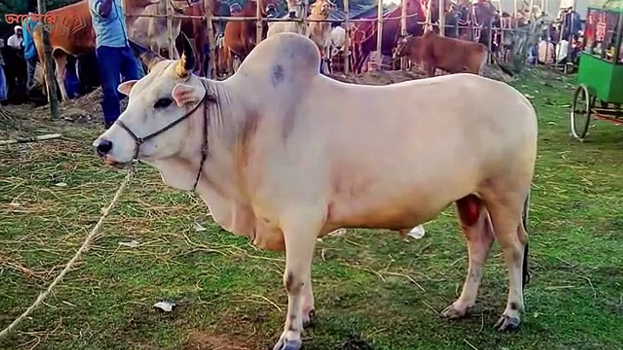 গরুর গোসত খাওয়া নিয়ে রাসুল (সঃ) কি নির্দেশ দিয়েছেন ? গোস্ত খাওয়ার আগে ভিডিওটি ১বার দেখুন। Azad'sTechWorldPro