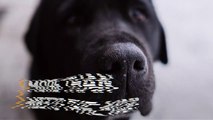 More Than Meets the Nose? It Looks Like Dogs Can Also Detect Heat with Their Snouts