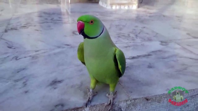 Indian Ringneck Parrot Random Sounds