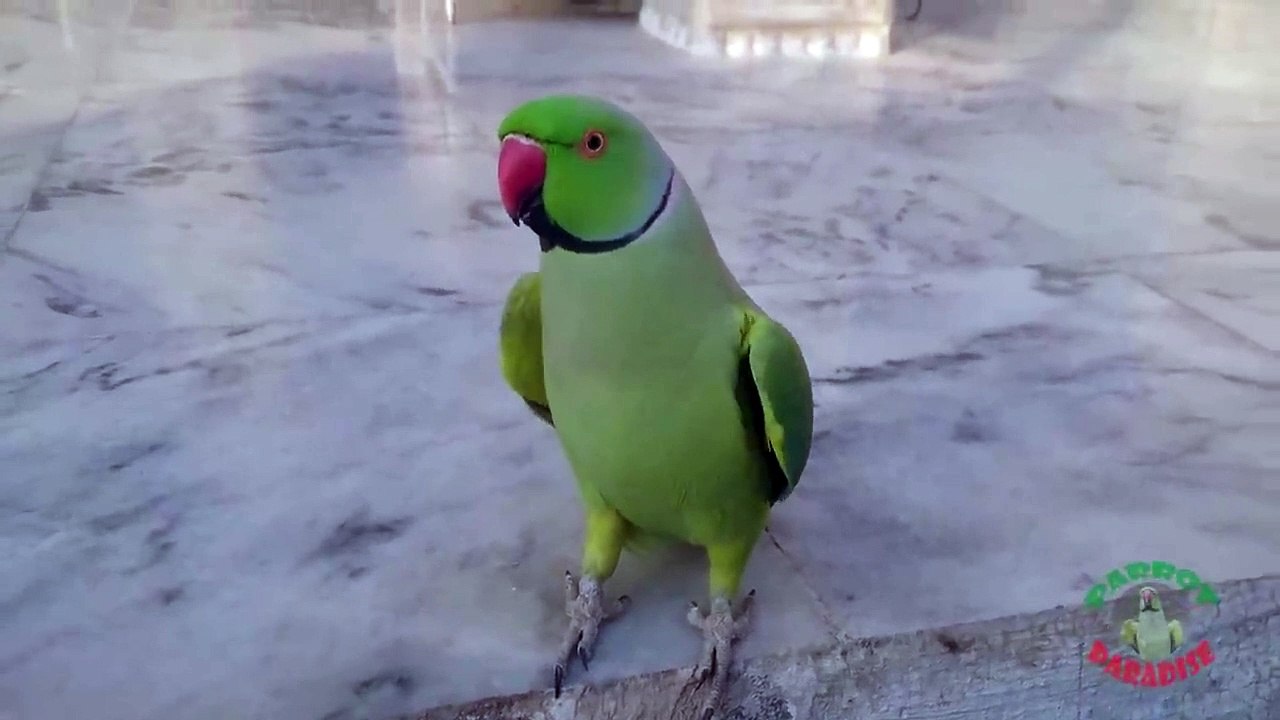 Indian Ringneck Parrot Random Sounds
