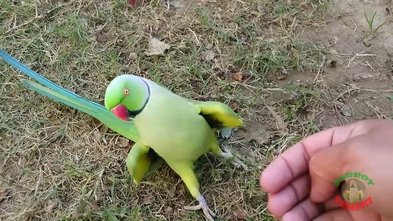Funny Dancing Parrot Part 2