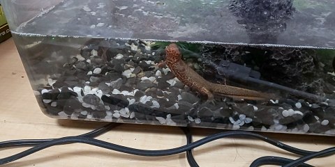 ペットのイモリです。