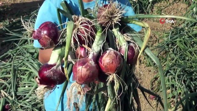 Tarlada soğan 60 kuruş, patates 1 lira