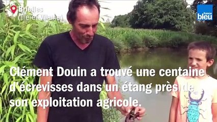 Près de Vitré, il découvre une centaine d'écrevisses à proximité de son étang