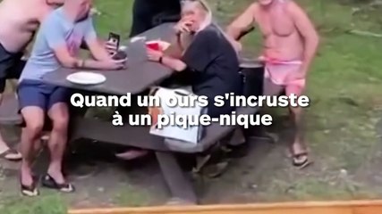 Un ours s'invite à un pique-nique et personne ne s'en soucie