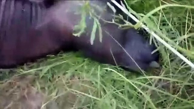 नगला भिधी में बिजली विभाग की लापरवाही से किसान की भैंस की करंट लगने से मौत