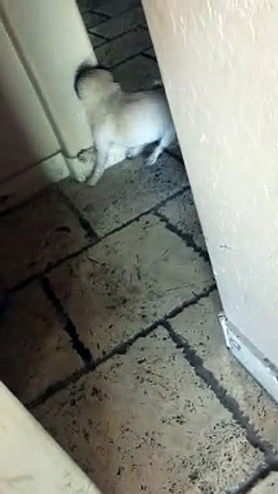 Doggy Spins Straight Into Wall