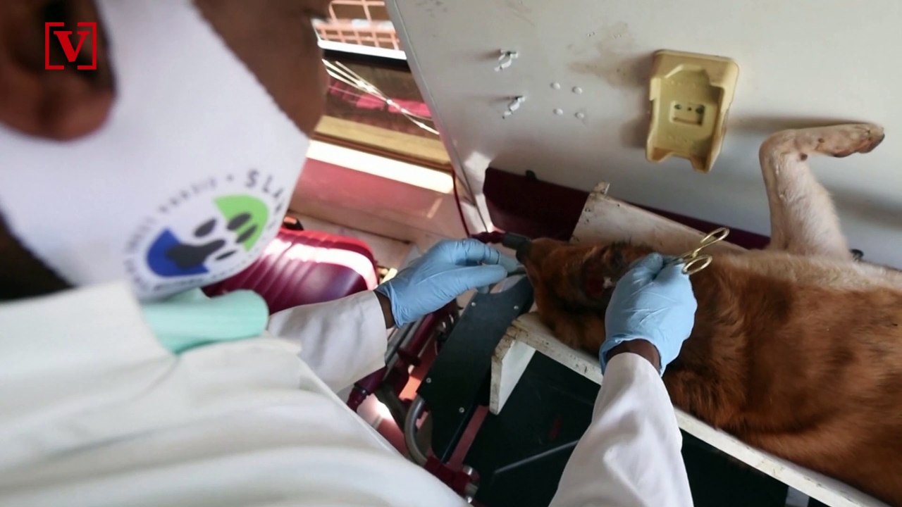 Vets in Sierra Leone Help and Feed Dogs Neglected Due to COVID-19 Pandemic!