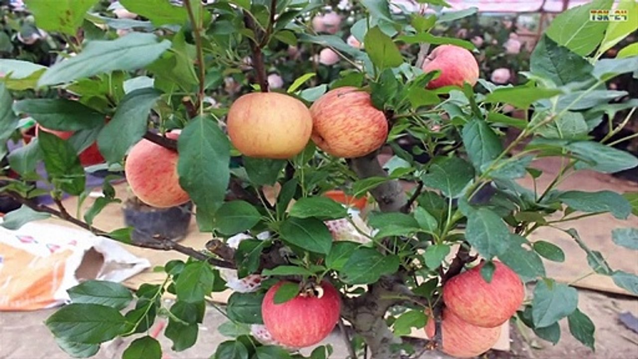 Growing Apples by seeds in Pots at home easily
