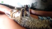 Funny Cats Sleeping in Weird Positions Compilation...
