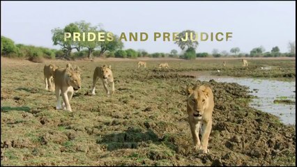 Africa’s Hunters- Series 3 (2019) 2of6 Prides and Prejudice - Nat Geo WILD HD