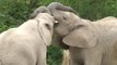 Nacen dos crías de elefante africano en un zoo de México