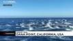 Watch: Hundreds of dolphins 'stampede' off coast of California