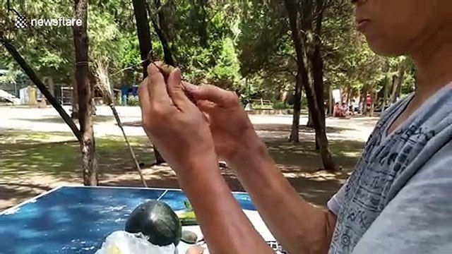 Creative Chinese man uses plants to form artwork resembling animals