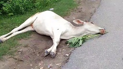 सड़कों पर तड़प-तड़प कर दम तोड़ रहे हैं गोवंश