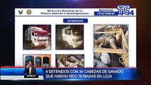 Cuatro detenidos con 34 cabezas de ganado que habrían sido robadas en Loja
