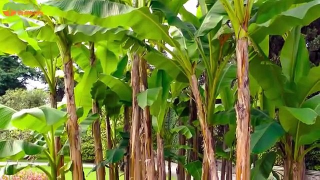 একমাস খালি পেটে দুটি কলা খান,শরীর থেকে দূর হবে ভয়ঙ্কর 12 টি রোগ। কলার উপকারে পুরো দুনিয়া অবাক # SAzadworldpro