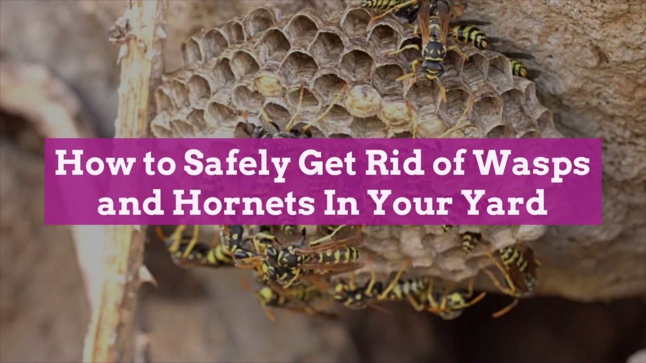 How to Safely Get Rid of Wasps and In Your Yard video Dailymotion