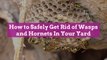 How to Safely Get Rid of Wasps and Hornets In Your Yard