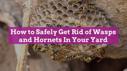 How to Safely Get Rid of Wasps and Hornets In Your Yard