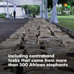 Singapore crushes 9 tonnes of ivory to mark World Elephant Day