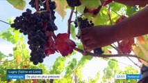 Viticulture : des vendanges précoces à cause de la chaleur