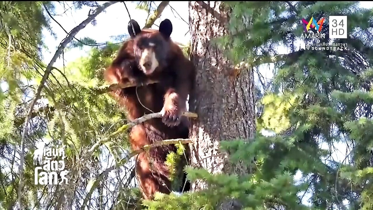World Animals EP.63