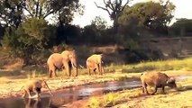 Angry Elephant stabs and kills Buffalo  Elephant vs buffalo Hippo vs Hyena in the river (EWC)