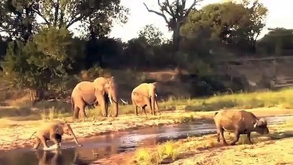 Angry Elephant stabs and kills Buffalo  Elephant vs buffalo Hippo vs Hyena in the river (EWC)