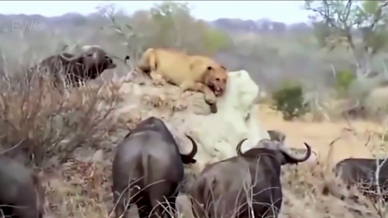 Elephant protects her baby from Hippos