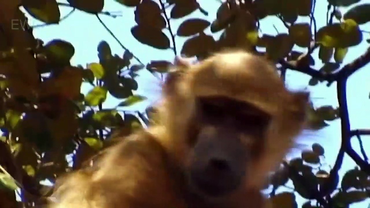 Lions Hunt Baby Gorilla, Herd Gorilla Baboon vs Wild Dogs Explore Wild Creatures