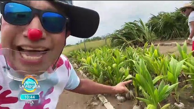 Los Destrampados muestran desde sus vacaciones cómo se cultivan palmeras.| Venga La Alegría