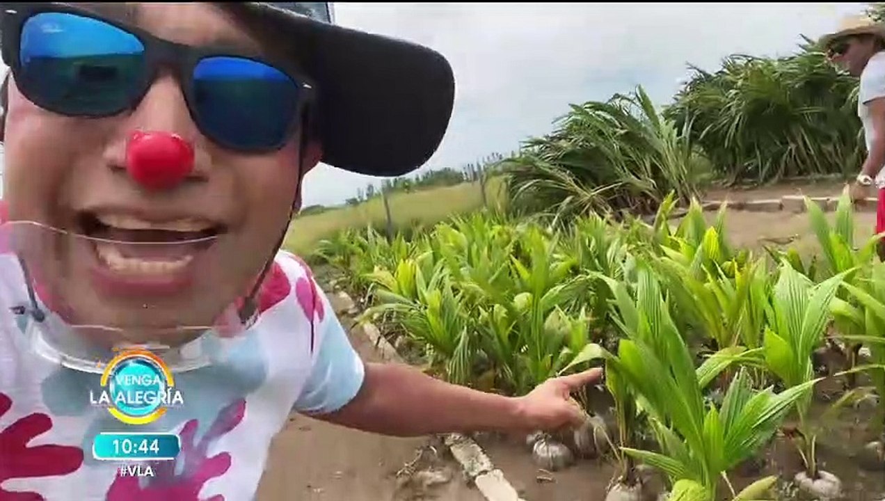 Los Destrampados muestran desde sus vacaciones cómo se cultivan palmeras.| Venga La Alegría