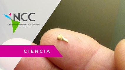 Des­cu­bren el di­mi­nu­to fó­sil de una rana de dos mi­llo­nes de años de an­ti­güe­dad en Ar­gen­ti­na