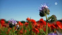 Rote Rosen Folge 3159 Auf freiem Fuß