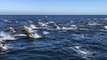 Una estampida de delfines asombra a los observadores de ballenas en California