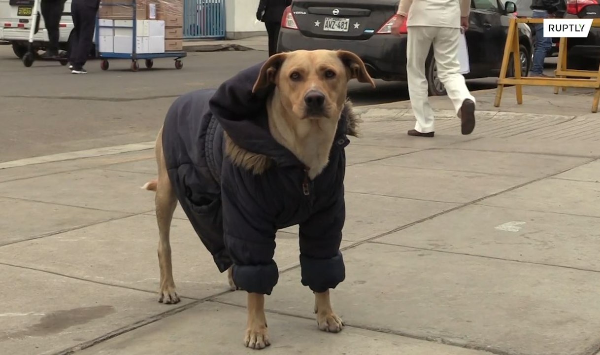 まるで忠犬ハチ公？新型コロナ感染の飼い主を病院前で待ち続ける犬