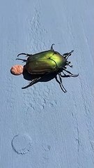 Ce scarabée laisse le plus beau des cacas sur la table... la classe