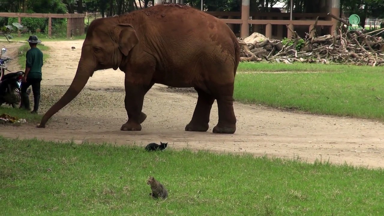 Cet éléphant  veut jouer avec un chat