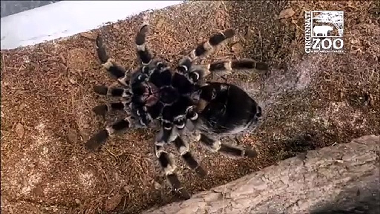 Cette araignée en train de muer va vous faire froid dans le dos