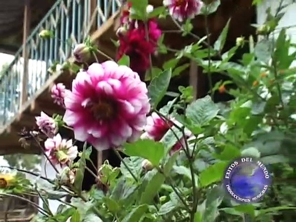 UNA ROSA Y UN CLAVEL  Esplendidos de Salvia  ÉXITOS DEL MUNDO EIRL