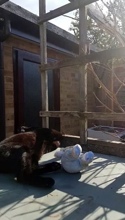 Careless Cat Falls Off Table While Playing With Stuffed Animal