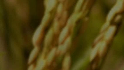 Arroz - El Grano de Oro, Grandes documental